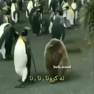 میگن سعید کرونا گرفته - پنگوئن خنده دار!